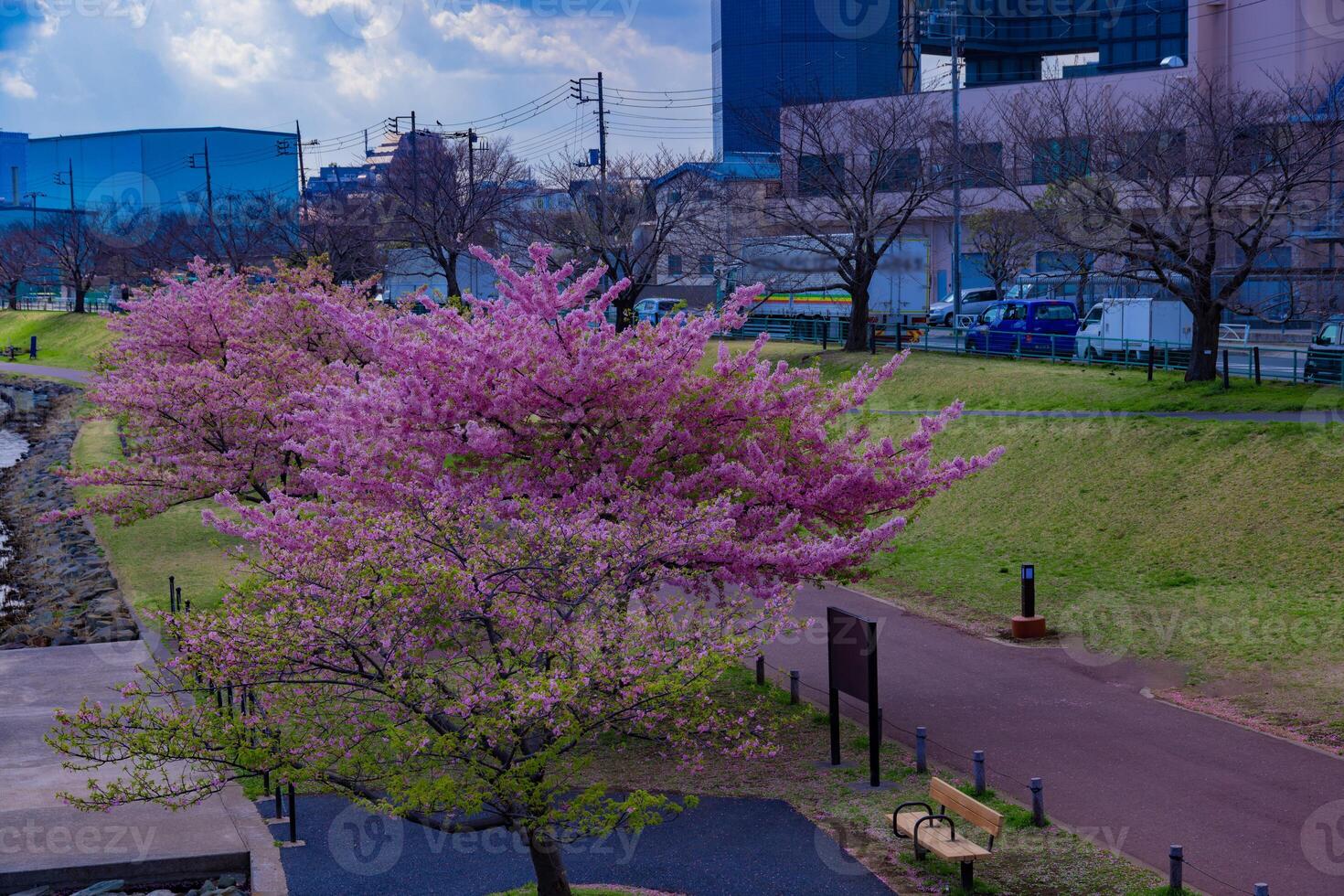 kawazu körsbär blommar i full blomma på de parkera bred skott foto