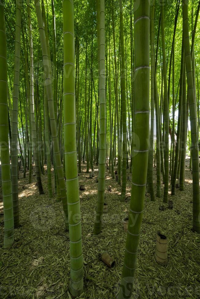 en grön bambu skog i vår solig dag foto