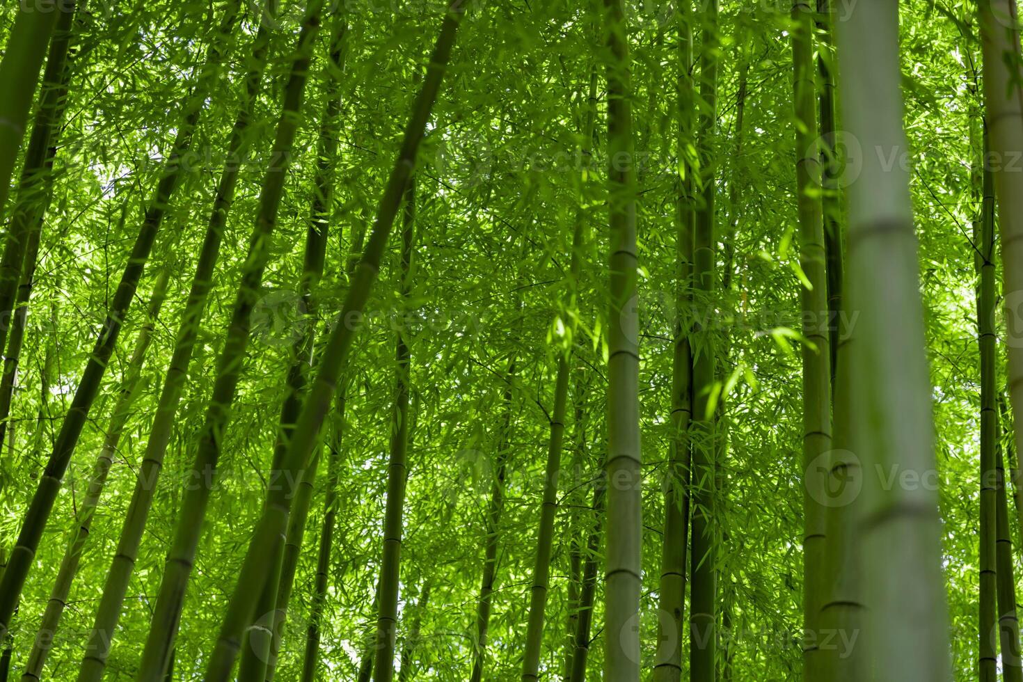 grön bambu löv i japansk skog i vår solig dag foto