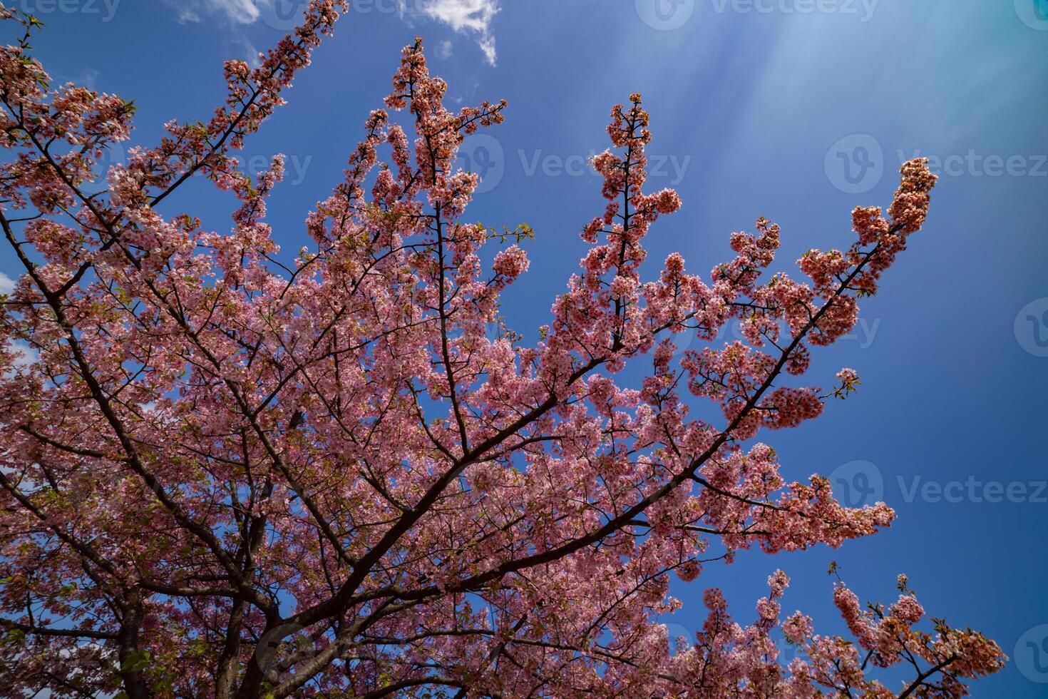 kawazu körsbär blommar i full blomma på de parkera foto