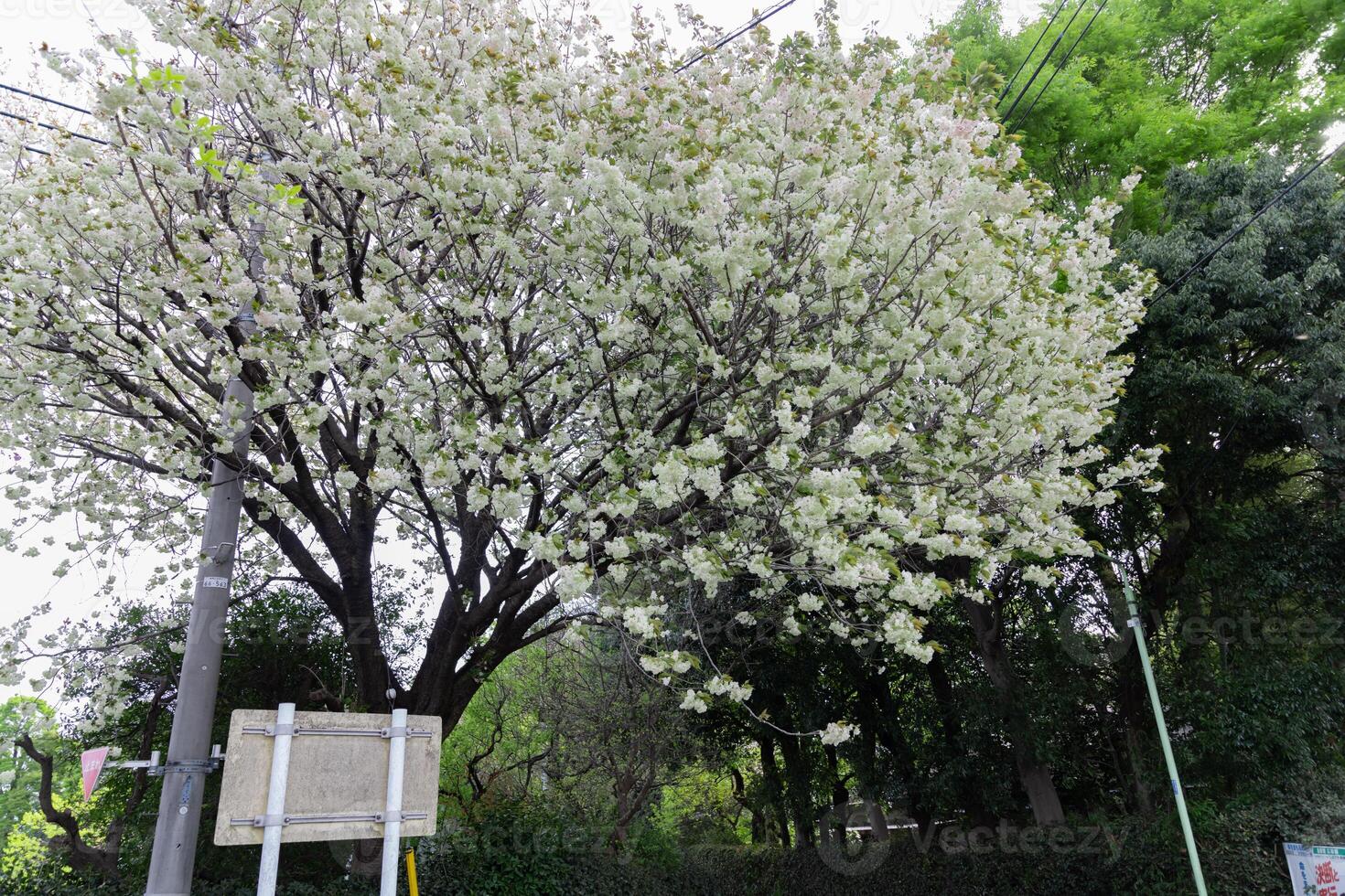 ukon körsbär blommor svängande i de vind molnig dag bred skott foto