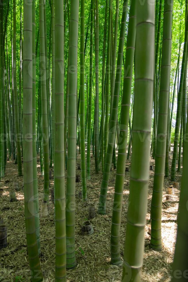 en grön bambu skog i vår solig dag foto