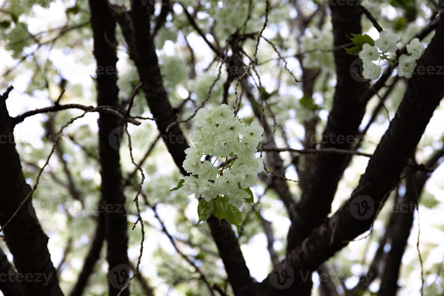 ukon körsbär blommor svängande i de vind molnig dag närbild foto