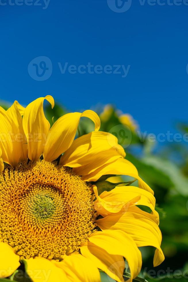 vackra solrosor under blå himmel på sommaren foto