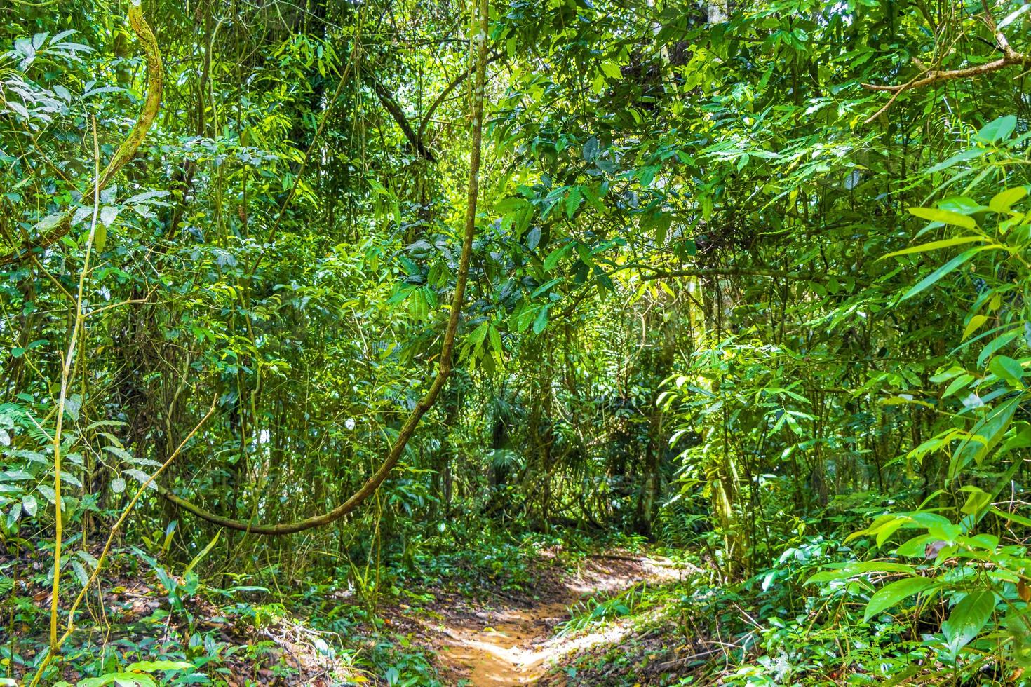 vandringsled i den naturliga tropiska djungelskogen ilha grande brasilien. foto