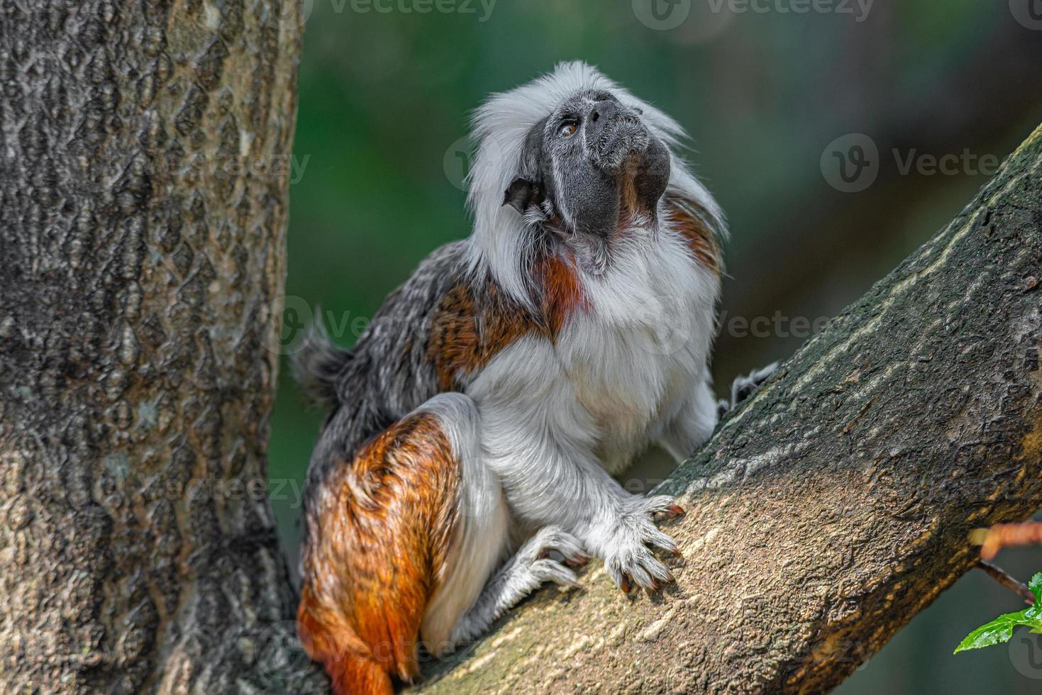 porträtt av rolig och färgglad geoffroy marmoset apa från Brasilien amazonian djungler, vuxen, hane. foto