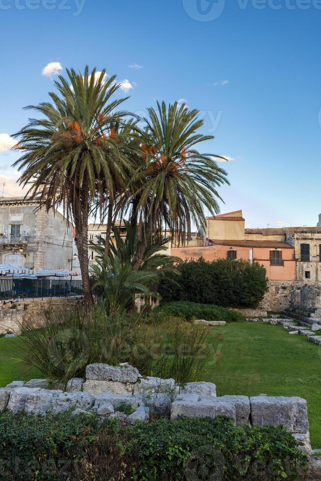 palmer på resterna av tempel av apollo på piazza pancali på ortigia ö foto