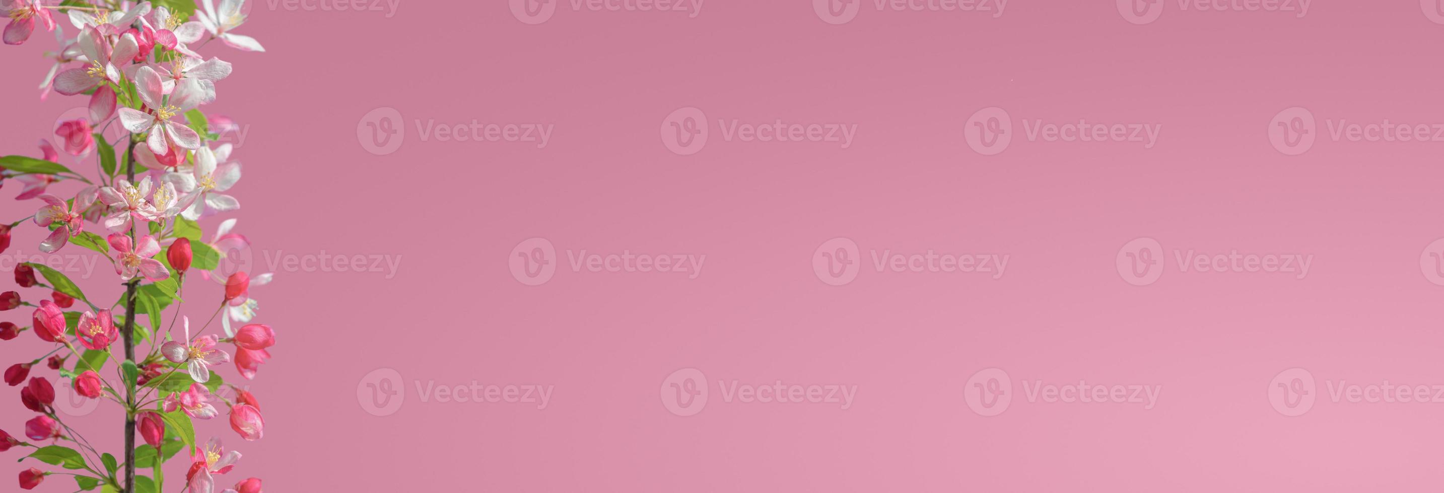 banner med vackra och färgglada körsbärsblommor på vårdagen i tropisk trädgård med kopia utrymme för text och rosa eller rosa gradient bakgrund. koncept kärlek, vår och lycka. foto