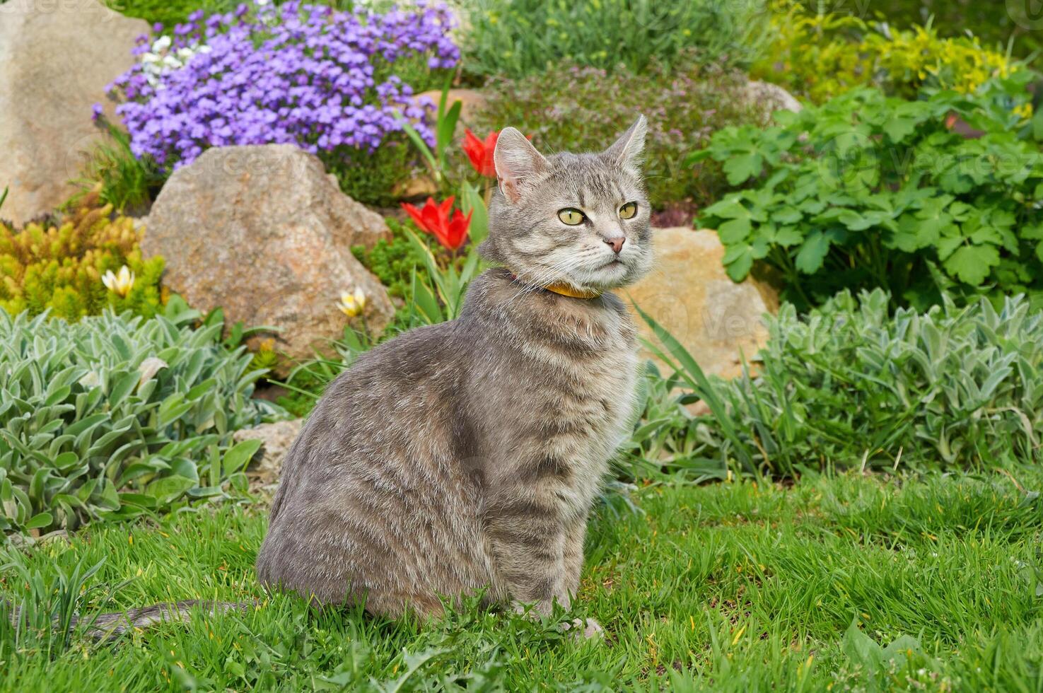 de katt utseende bort. tabby grå katt Sammanträde på en sten nära vår blommor i de trädgård. husdjur gående utomhus- äventyr. katt stänga upp. foto