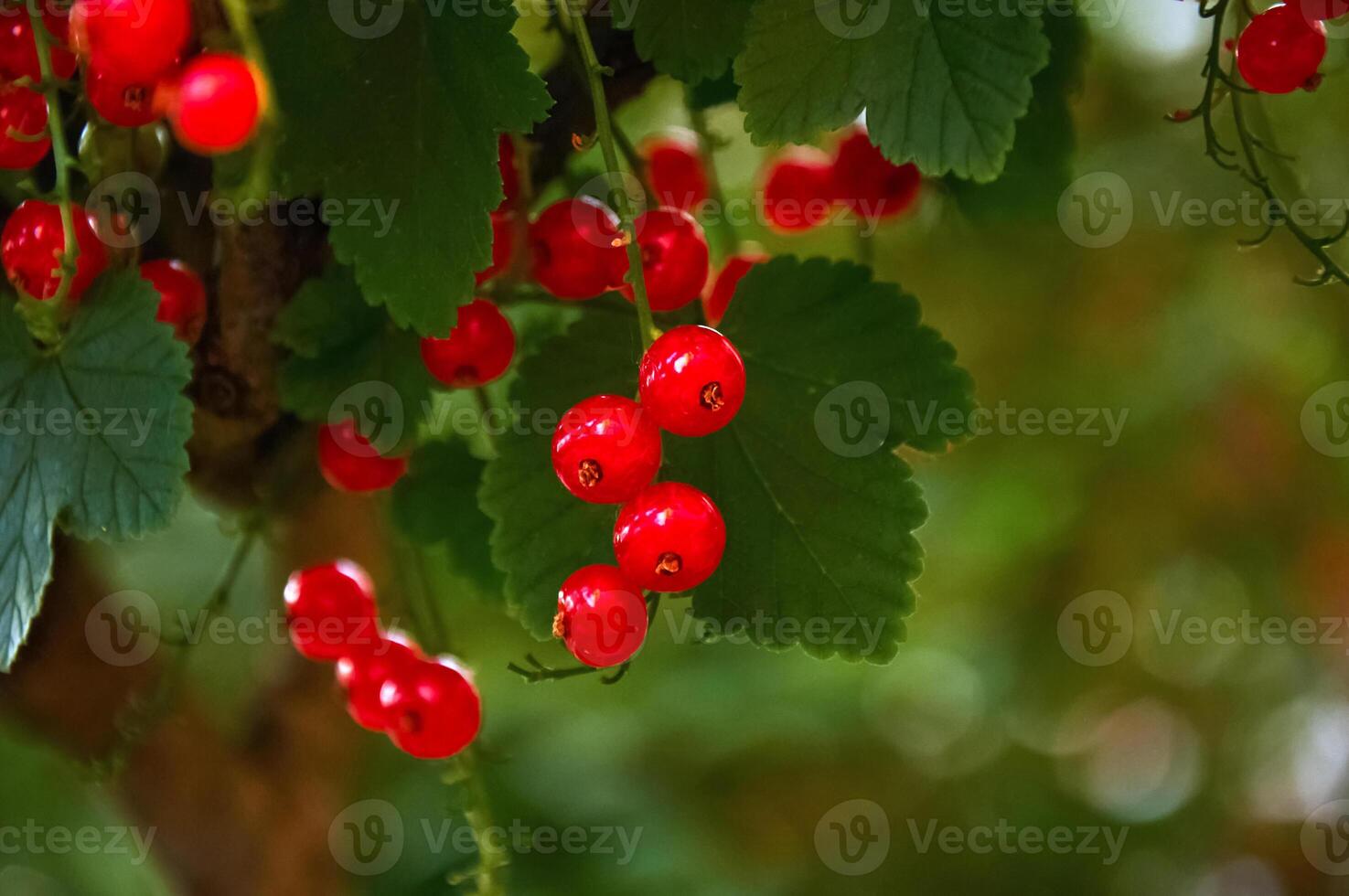 röd vinbär bär på en gren med grön löv foto