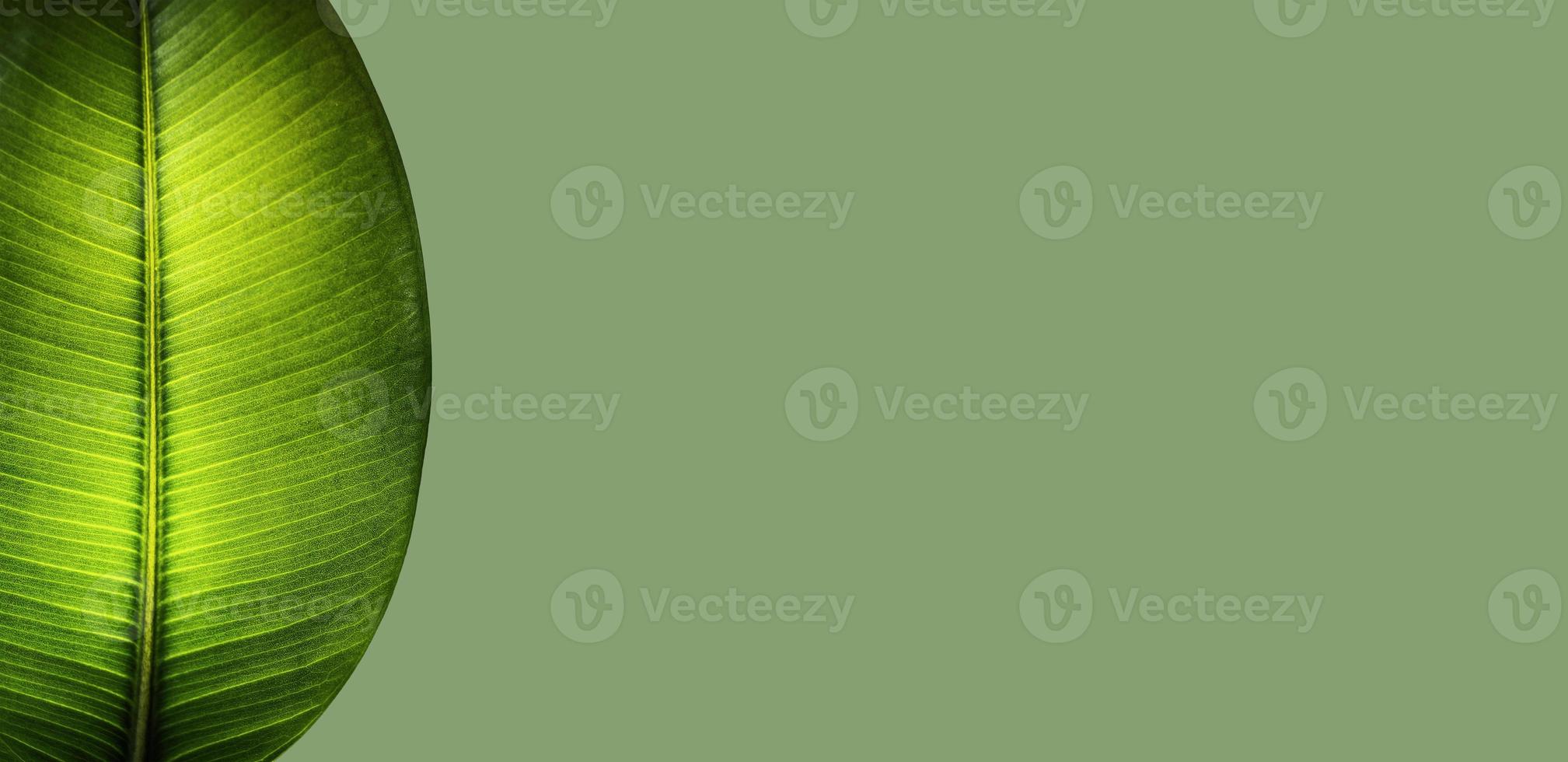 banderoll med ett halvt genomskinligt indiskt ficus elastica blad i den tropiska trädgården på grön solid bakgrund med kopia utrymme för text, närbild, detaljer foto