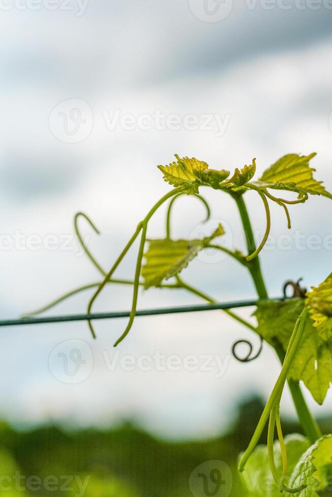 stänga upp se av druva löv i vingård, grund djup av fält. druva löv på gren med tendrils med molnig himmel bakgrund. Tyskland. tapet. kopia Plats foto