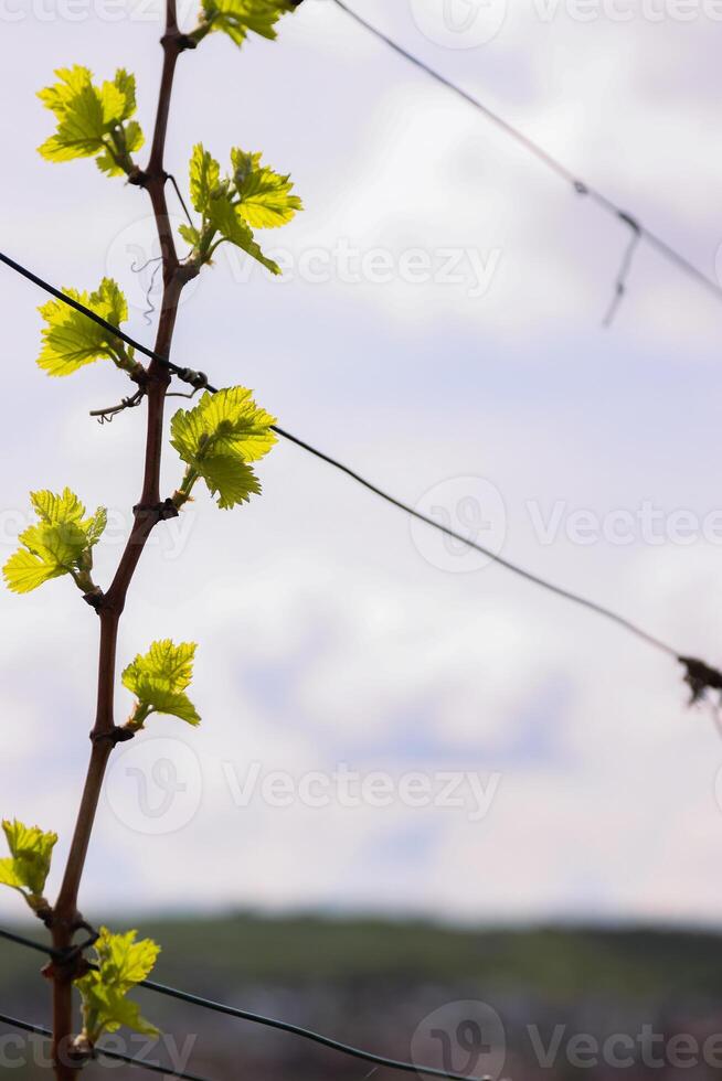 ung blomställning av vindruvor på de vin närbild. druva vin med ung löv och knoppar blomning på en druva vin i de vingård. vår knoppar groning. foto