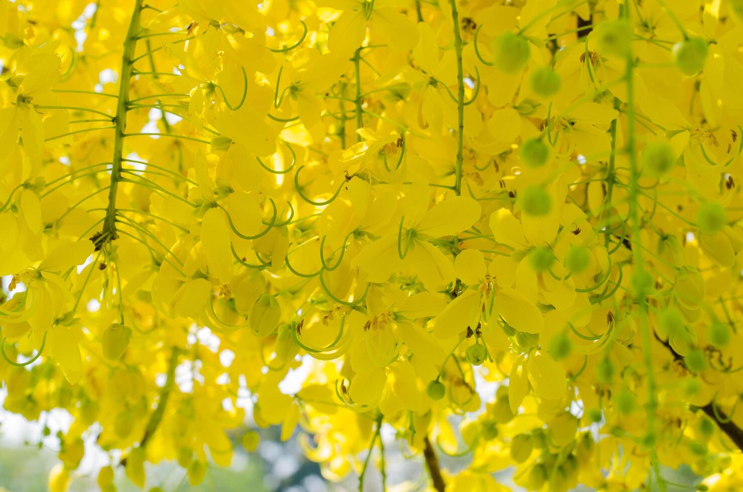 gul blomma av kassia fistel eller gyllene dusch träd blomning i sommar foto