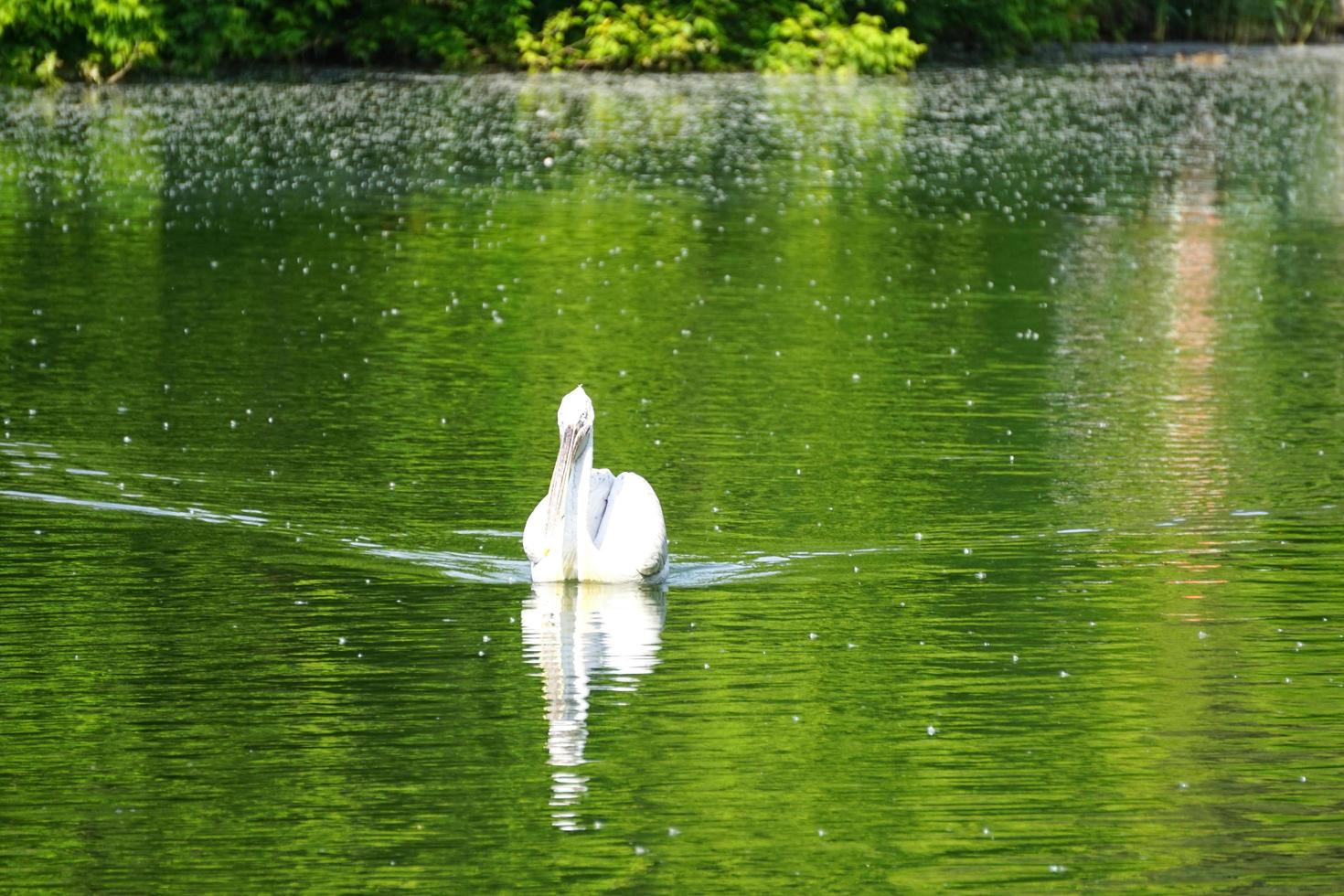 vit pelikan som flyter på den gröna vattenytan foto