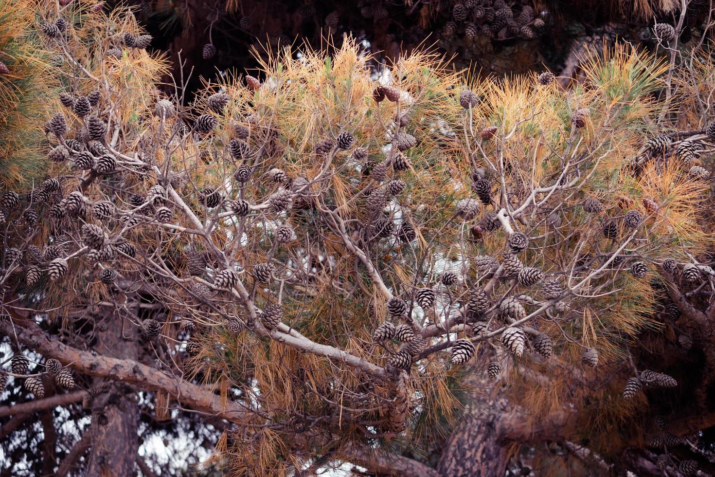 naturlig bakgrund av torra tallgrenar med kottar foto