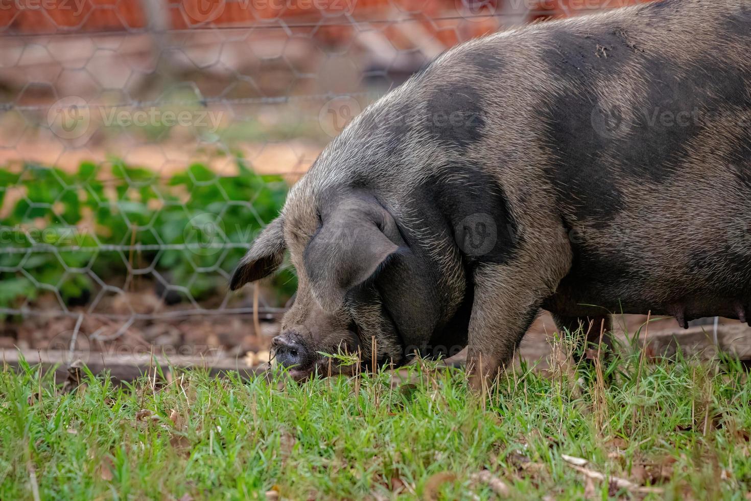 gris uppvuxen i en utomhus grisstall foto