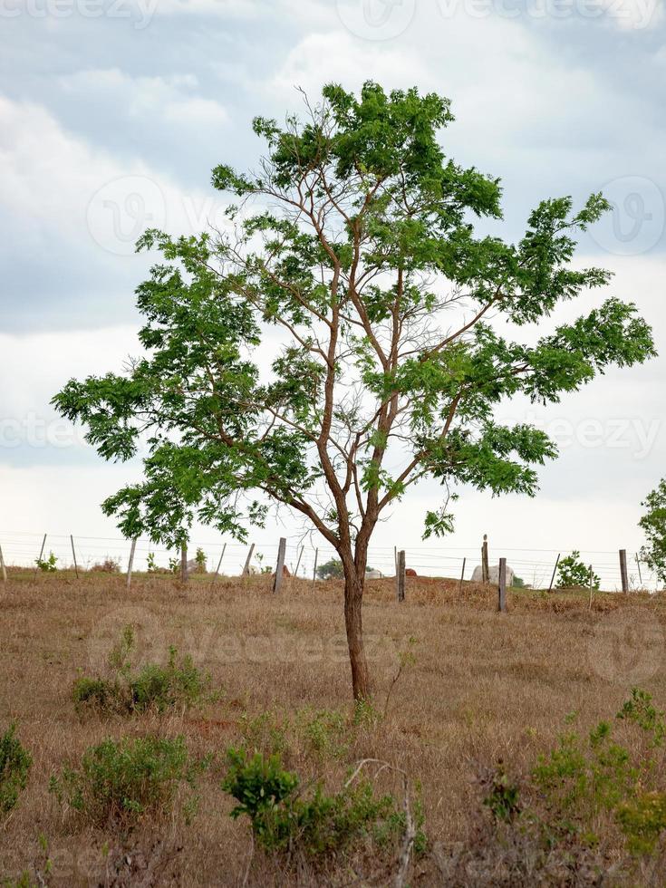 tvåhjärtbladiga angiosperm träd foto