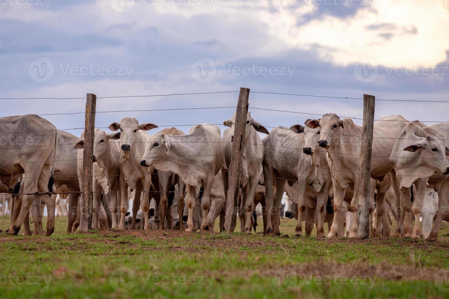 grupp av kor i ett betesmark foto