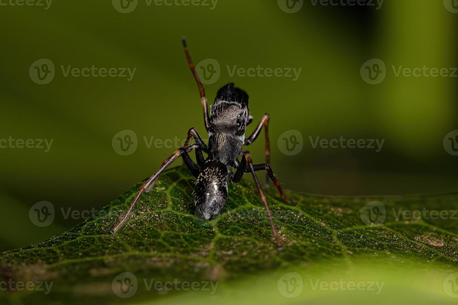 manlig vuxen hoppande spindel foto