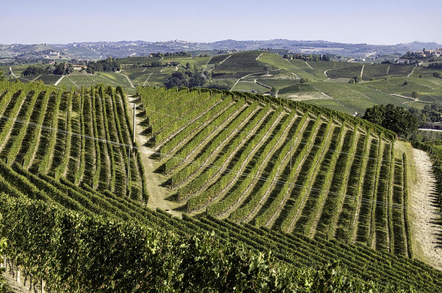 landskap av den piemontesiska langhe, färgerna på vingårdarna på hösten, under druvskörden foto