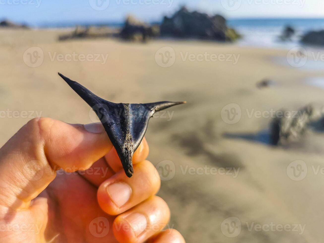 svart ryggar av en växt på de strand utseende tycka om devi. foto