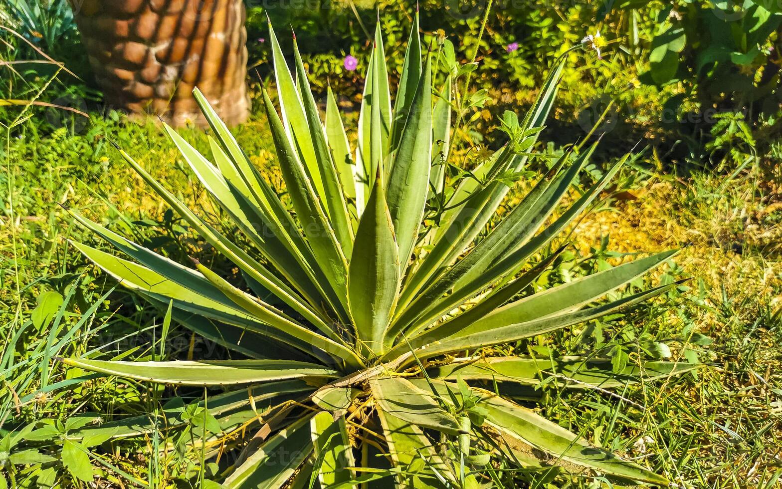 tropisk exotisk grön dekorativ växt blomma i Mexiko. foto