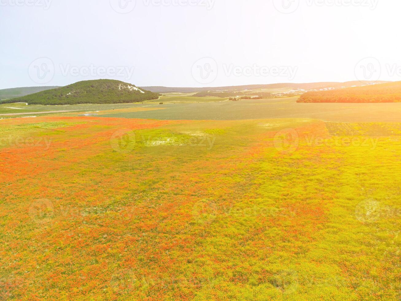 fält av röd vallmo. antenn se. skön fält scharlakansrött vallmo blommor med selektiv fokus. röd vallmo i mjuk ljus. glänta av röd vallmo. papaver sp. ingen foto