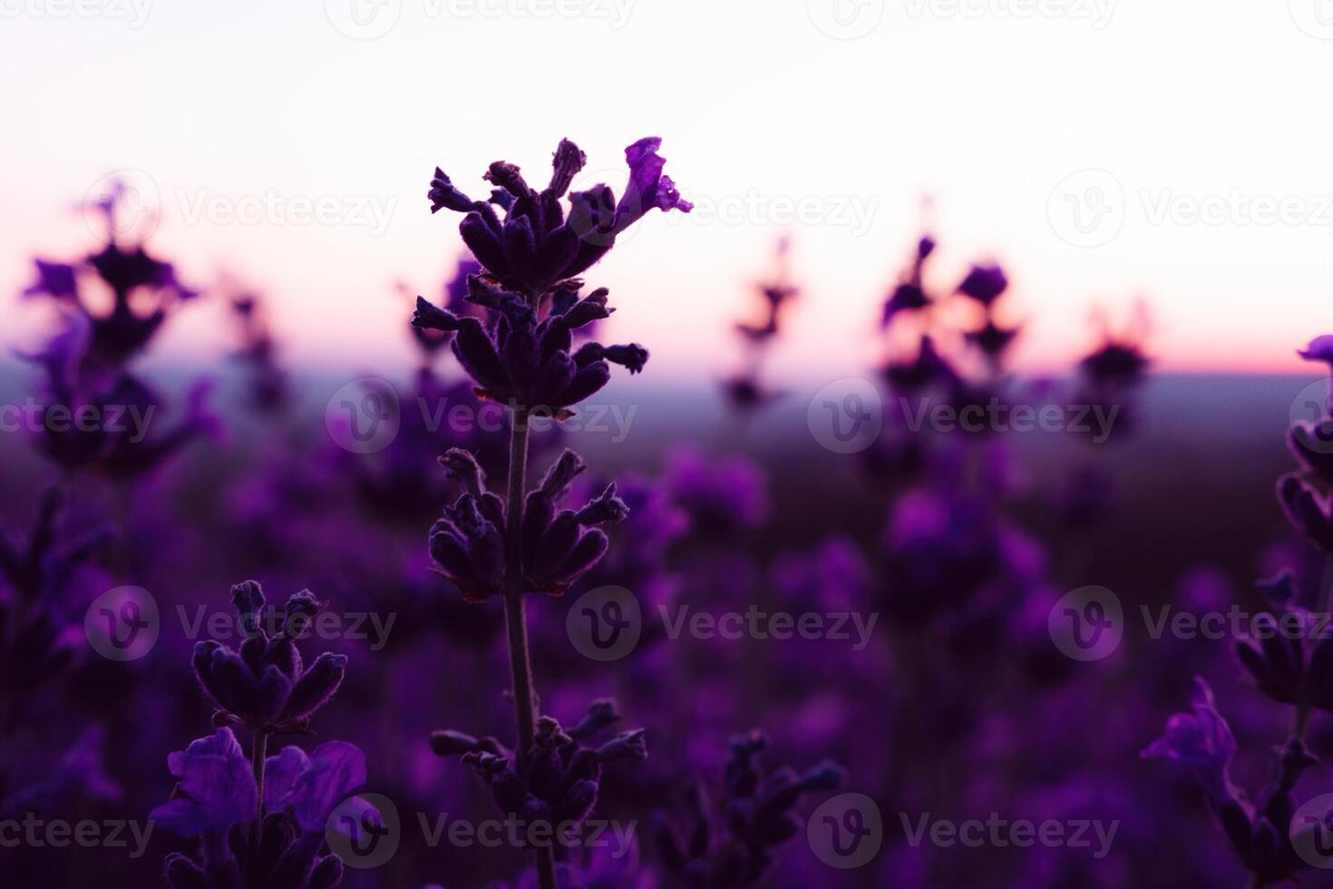 lavendel- blomma fält närbild på solnedgång, färsk lila aromatisk blommor för naturlig bakgrund. design mall för livsstil illustration. violett lavendel- fält i provence, Frankrike. foto