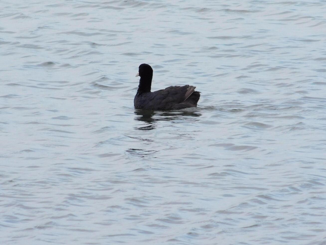 gosling i de sjö foto