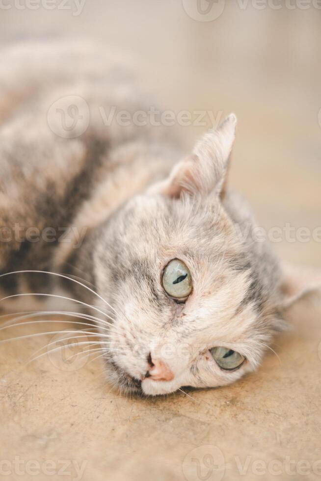 en fängslande närbild av en katt slappa lat, dess slående grön ögon gazing in i de distans med en se av lugn belåtenhet. foto