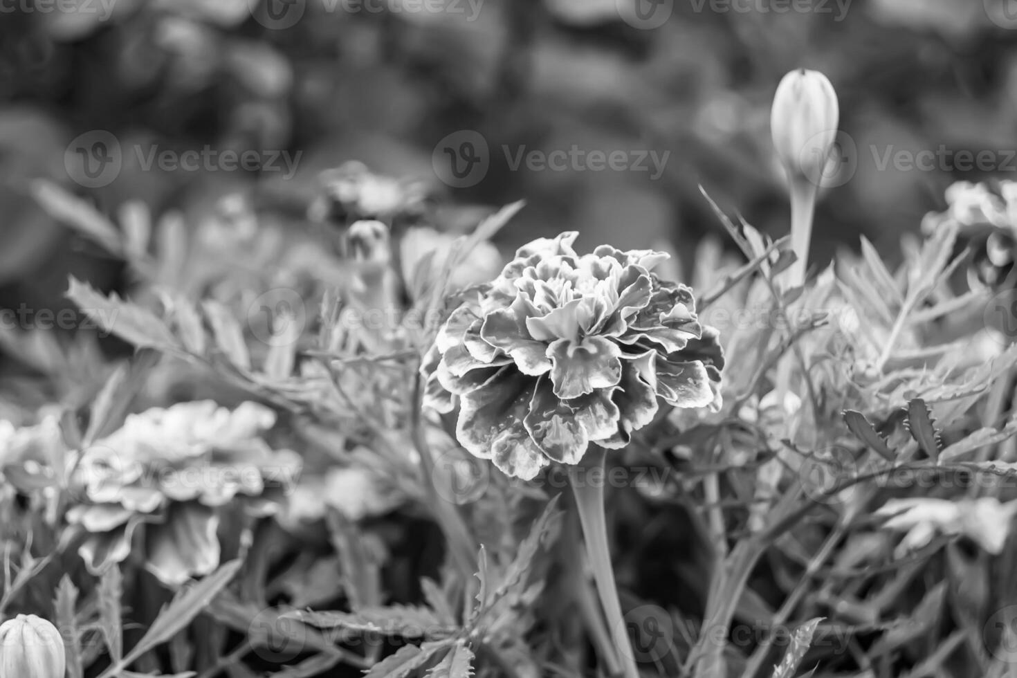 bra vild växande blomma ringblomma calendula på bakgrund äng foto