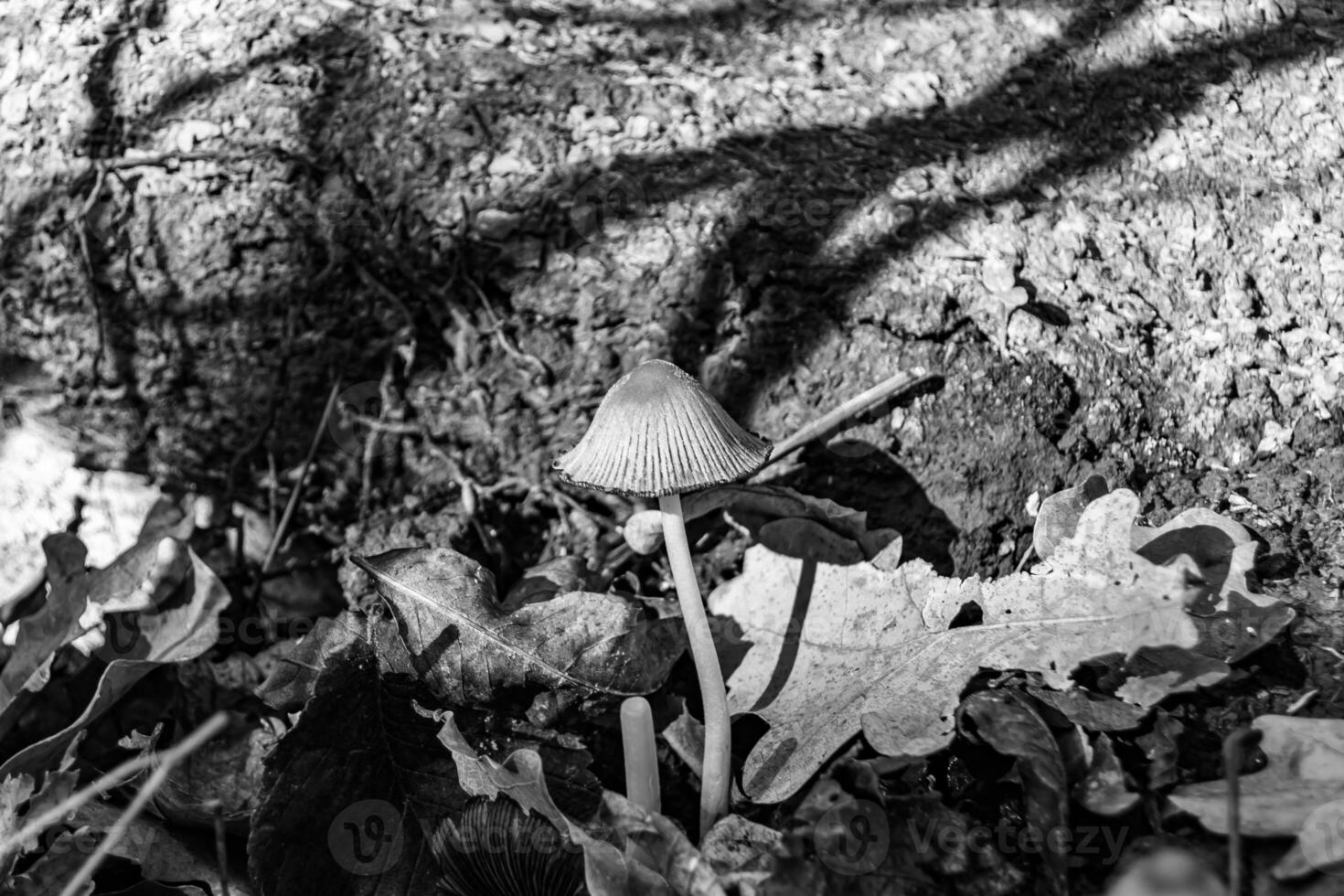 fotografi till tema stor skön giftig svamp i skog på löv bakgrund foto