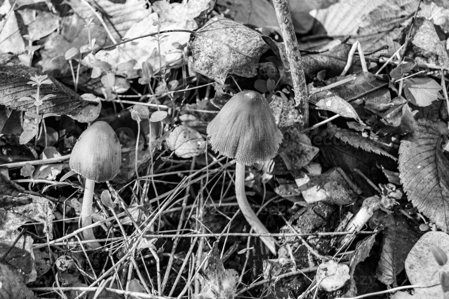 fotografi till tema stor skön giftig svamp i skog på löv bakgrund foto