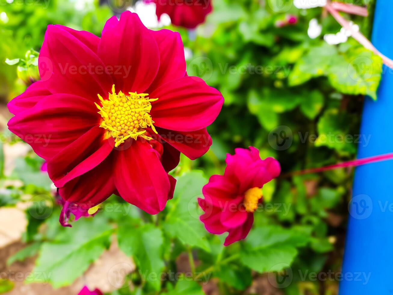 de skönhet av de röd dahlia blomma som blooms och är Begagnade som en trädgård dekoration växt foto