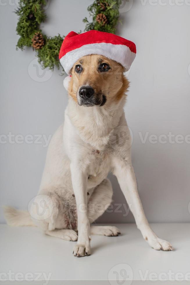 blandras herdehund bär tomtehatt s foto