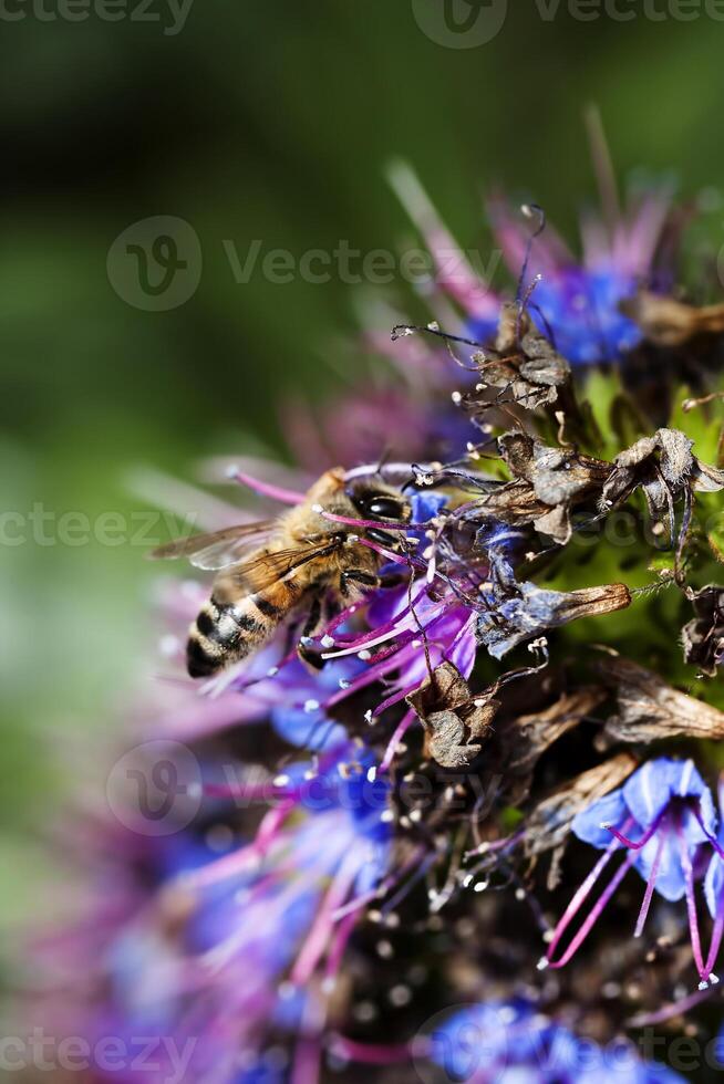 tajt skott av bi sammankomst pollen på blomma foto