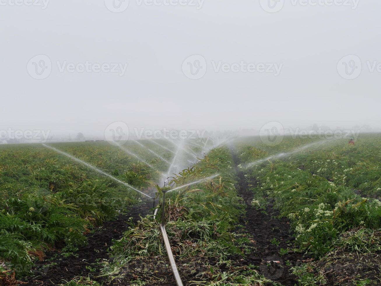 bevattning av kommersiell jordbruks fält med mulen himmel foto