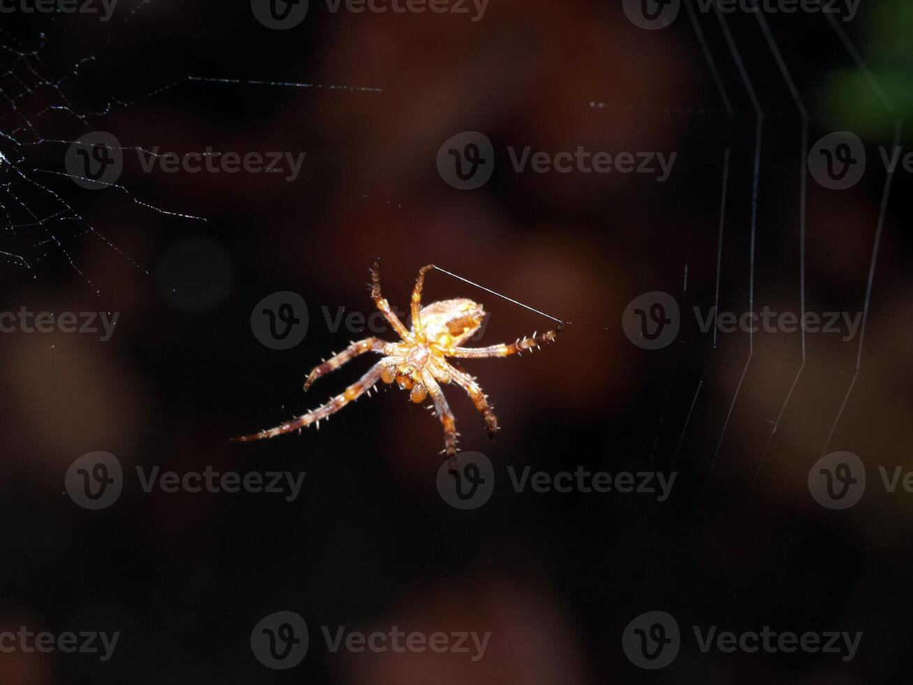 närbild av gul Spindel spinning webb tråd foto