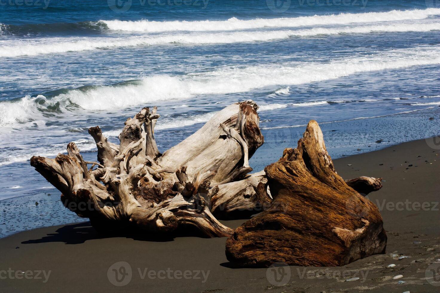 två stor bitar av träd drivved Sammanträde på sand strand foto