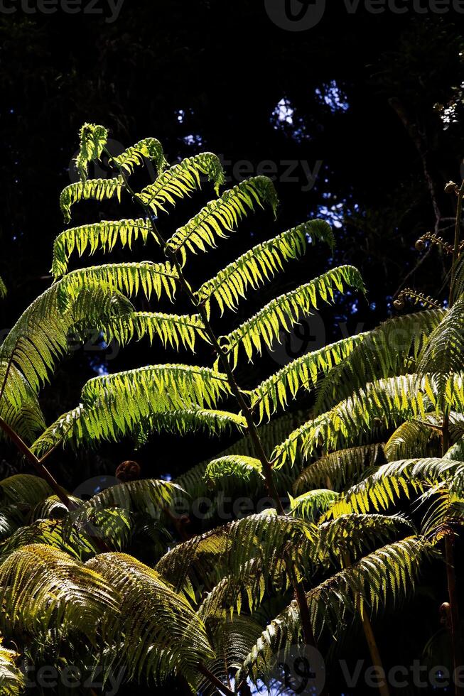 stor ormbunke växt i solljus med mörk bakgrund hawaii foto