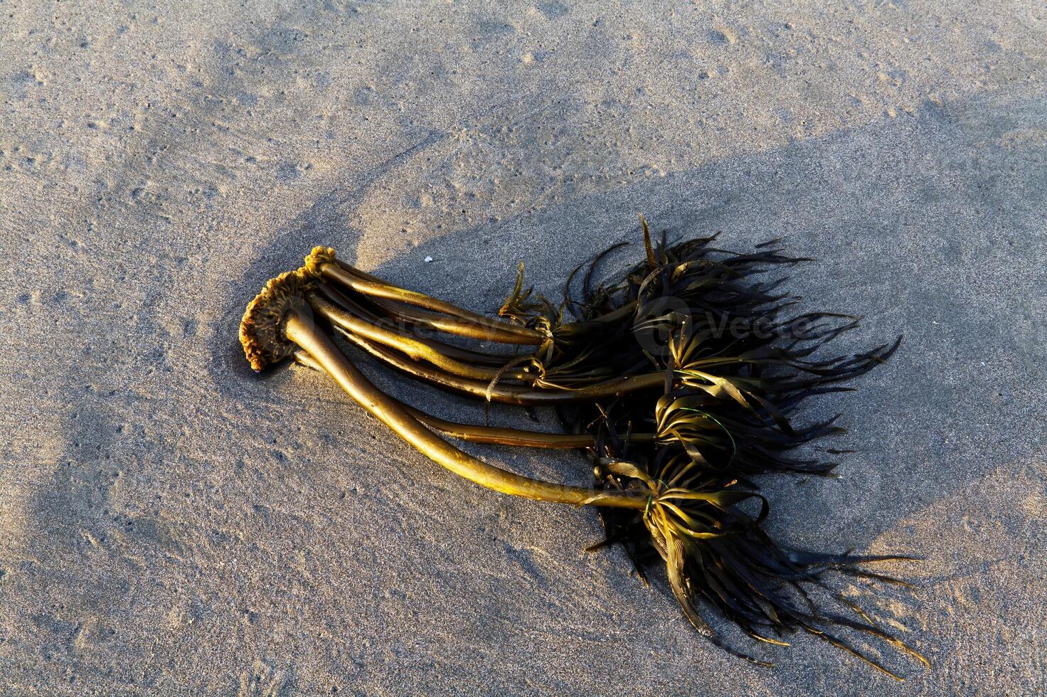 klump av upprotad tång om på sand strand foto