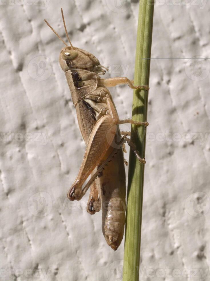 brun gräshoppa på grön stjälk med vit målad bakgrund foto