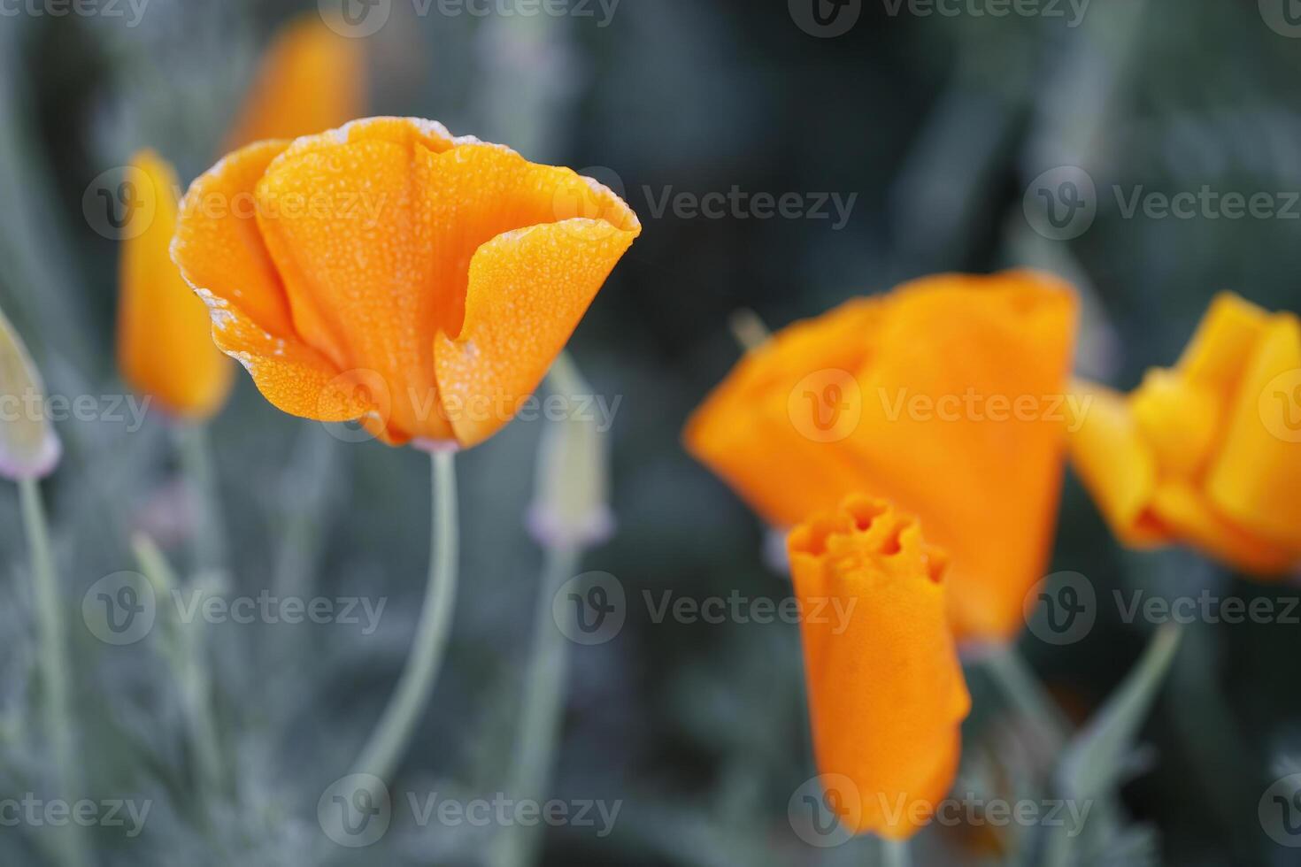 orange kalifornien vallmo blommor med grön bakgrund foto