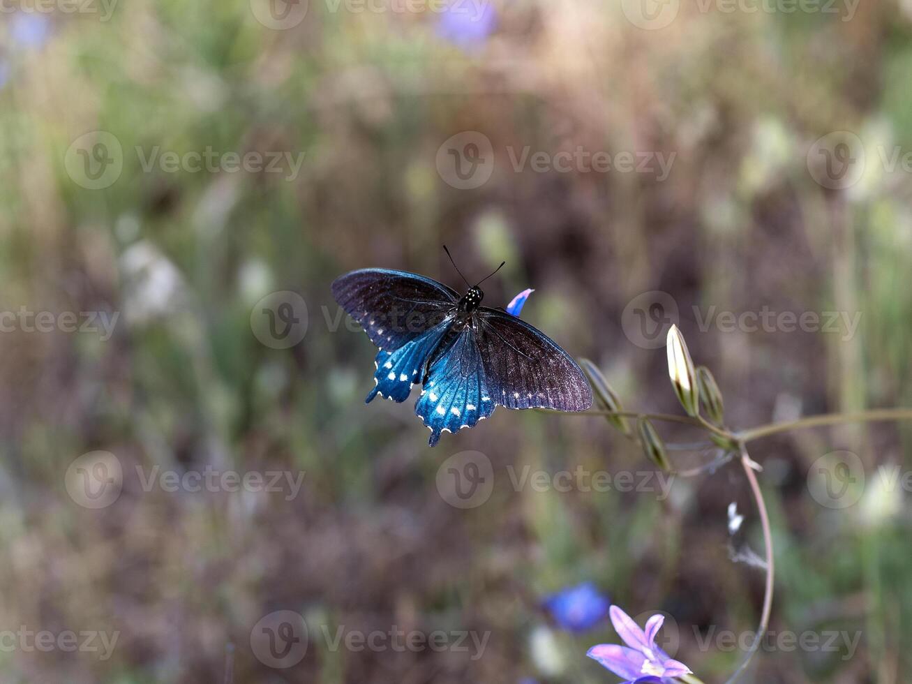 blå och svart fjäril vingar öppnad foto