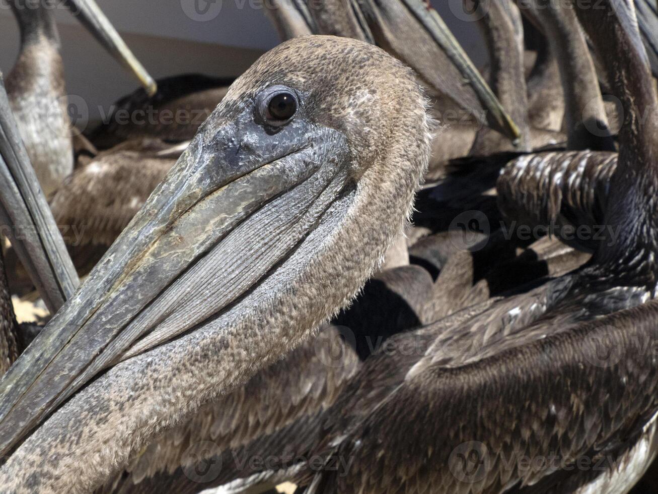 pelikaner i baja kalifornien sur Mexiko, magdalena bukt foto