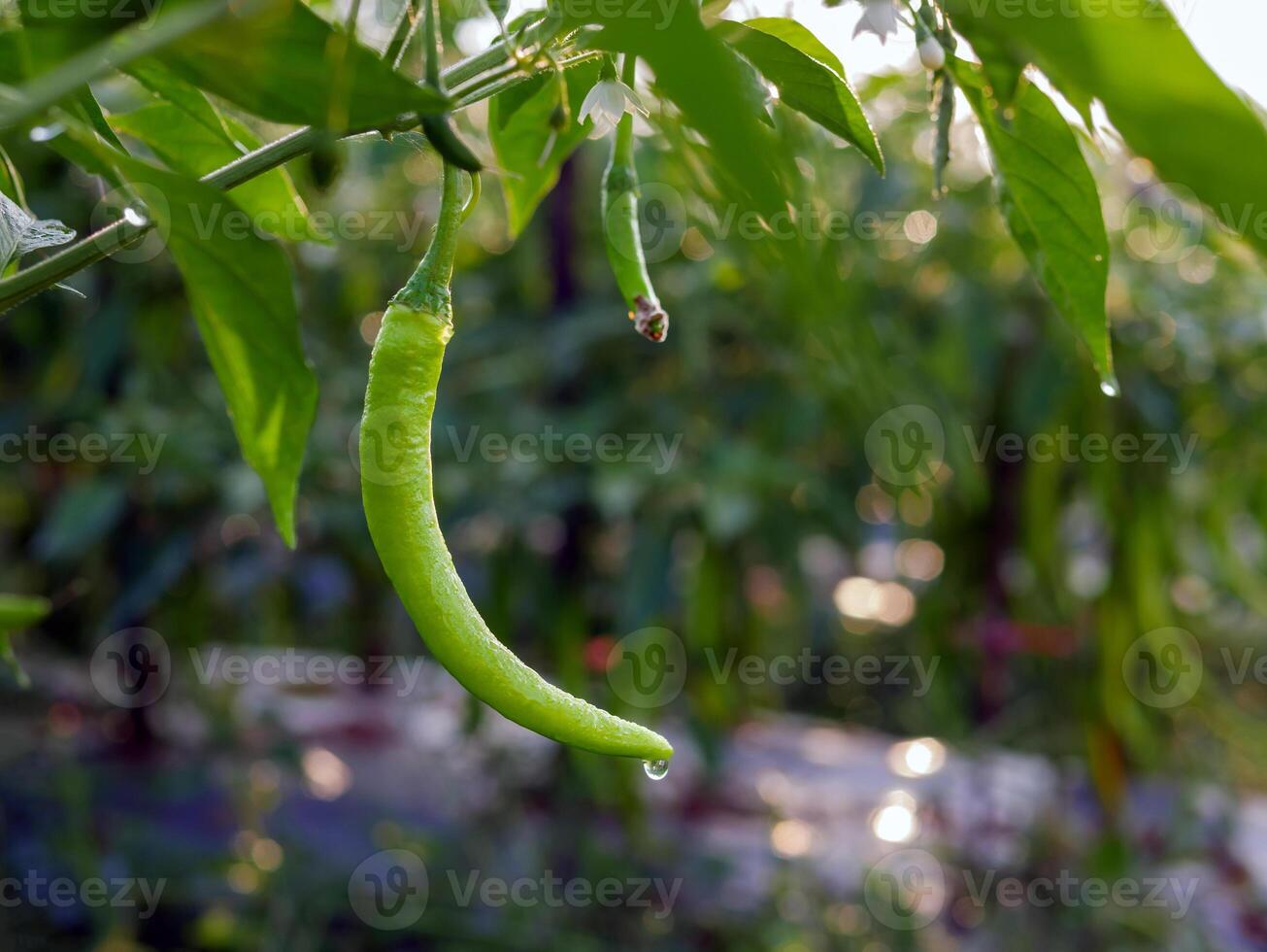 grön chili i de trädgård, organisk grön chili växande på chili träd foto