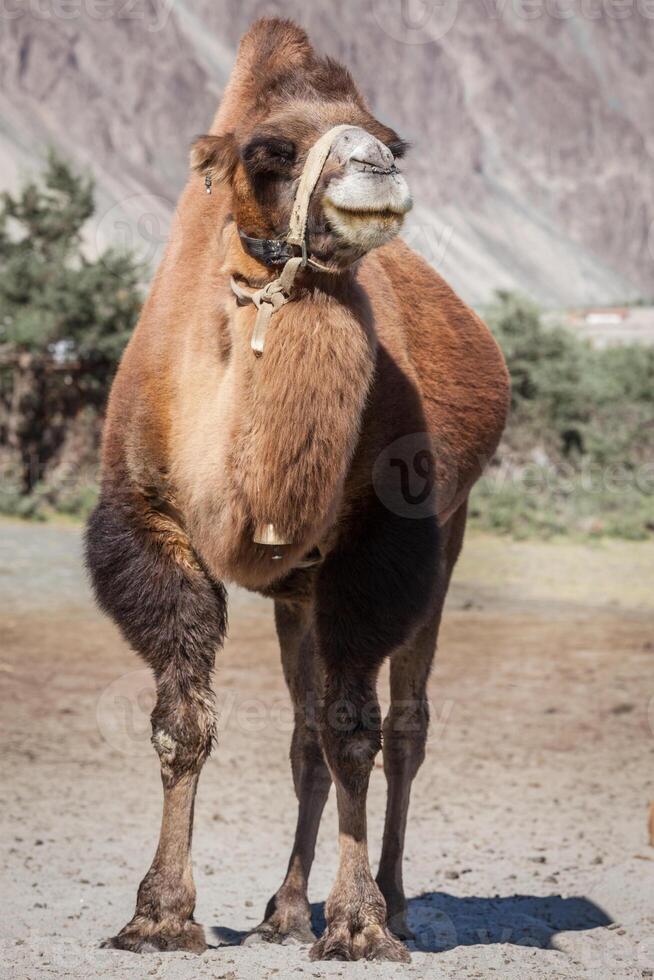 kamel i nubra vally, ladakh foto