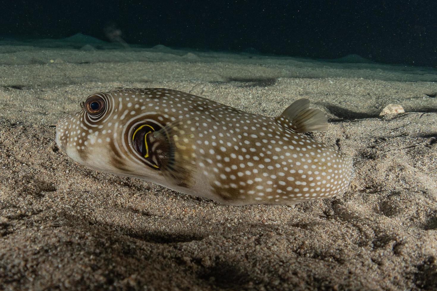 fiskar simmar i Röda havet, färgglada fiskar, Eilat Israel foto