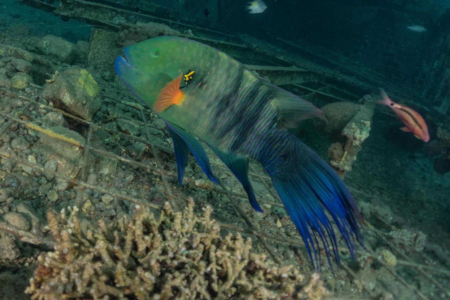 fiskar simmar i Röda havet, färgglada fiskar, Eilat Israel foto